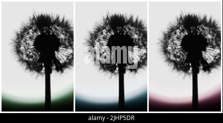 Triptychon von Silhouetten von Dandelionen. Stockfoto