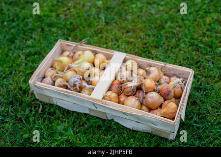 Zwiebeln in einem rechteckigen Korbkorb, der auf dem grünen Gras liegt. Es ist Zeit, Gemüse zu pflücken Stockfoto