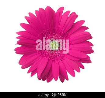 Die gerbera Blume von Magenta Farbe auf weißem Hintergrund. Stockfoto