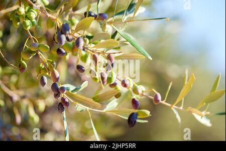 Zweige mit Oliven in verschiedenen Reifungsphasen, Apulien (Apulien), Italien. Selektiver Fokus. Flacher Freiheitsgrad Stockfoto