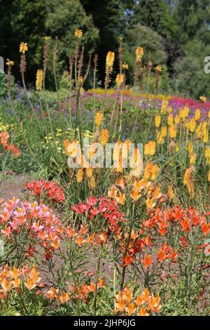 Vollformat-Sommerblumenbett mit einer Auswahl von orangen Blumen Stockfoto