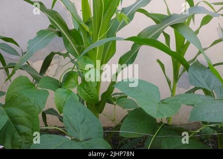 Mais- und Hülsenfrüchte-Kuhpfeifen, die sich in einem Gemüsegarten verschneiden. Symbiotische Beziehung in Pflanzen Konzept. Stockfoto