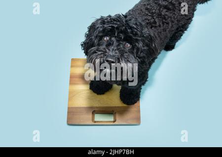 Portrait Ernst Pudel Welpe Hund sitzt auf Waage. Isoliert auf blauem pastellfarbenem Hintergrund Stockfoto