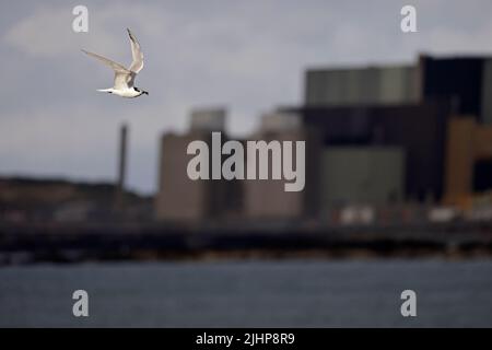 Sandwich Tern im Flug vor dem Kernkraftwerk Wylfa in der Cemlyn Lagoon Anglesey UK Stockfoto