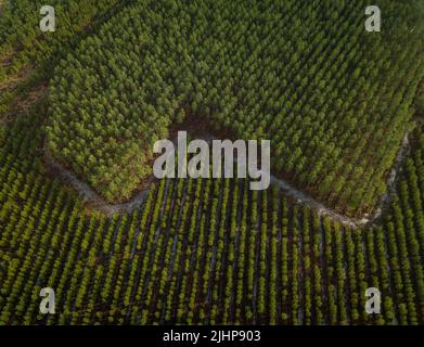 GIRONDE (33), VUE EYRIENNE DU MASSIF FORESTIER, FORET DE PINS, FORM GEOMETRIQUE Stockfoto