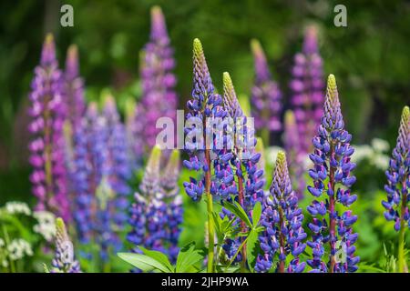 Lupinenfeld mit rosa violetten und blauen Blüten. Blumenstrauß Lupinen Sommer Hintergrund Stockfoto