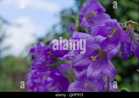 Nahaufnahme der violetten Glockenblumen (Campanula rotundifolia) im Sommer Stockfoto