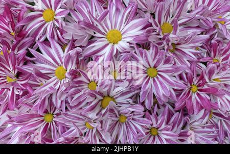 Rosa weiß gestreifte Blüten einer Chrysantheme, Typ Rainbow Stockfoto