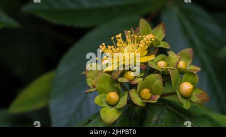 Eine Makroaufnahme von einigen Tutsan-Buschblüten. Stockfoto