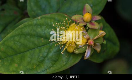 Eine Makroaufnahme einer Buschblüte von Tutsan. Stockfoto