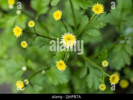 Eine Makroaufnahme einiger fieberfreier Blüten, die sich zu öffnen beginnen. Stockfoto