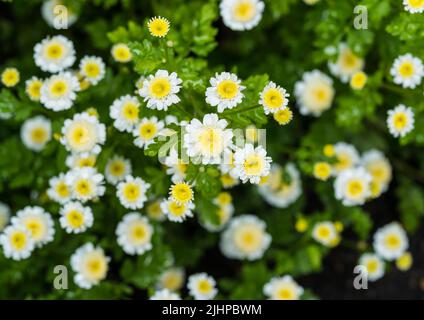 Eine Makroaufnahme von einigen Feverfew Blüten. Stockfoto