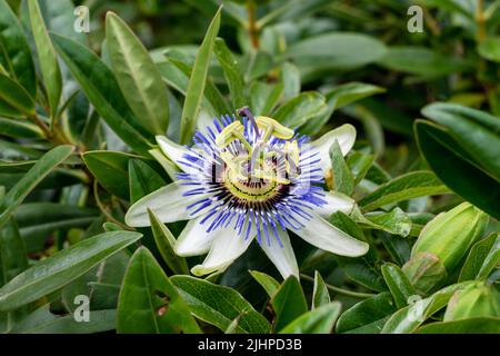 Passiflora Blume oder Passionsblume in der Nähe des Gartens. Selektiver Fokus flacher Freiheitsgrad Stockfoto