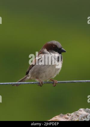 Die Spatzen im Haus gehen in vielen Gebieten zurück, werden aber oft in Familien- oder Kommunalfesten gefunden. Stockfoto