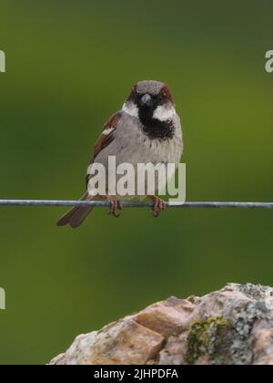 Die Spatzen im Haus gehen in vielen Gebieten zurück, werden aber oft in Familien- oder Kommunalfesten gefunden. Stockfoto