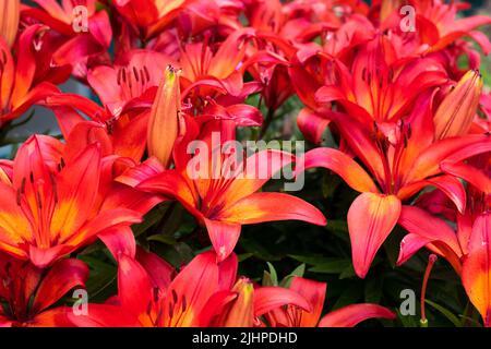 Orangefarbene Lilie blüht. Leuchtend rote Blume der Lilie im Garten Textur Hintergrund. Selektiver Fokus flacher Freiheitsgrad Stockfoto