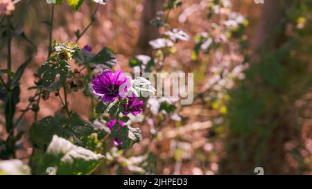 Lila Blüten auf einer Wiese, sonniger Nachmittag Stockfoto