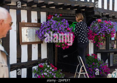 Eine Frau füttert an einem heißen Sommertag vor dem Zitronenbaum-Café in tenterden, kent, großbritannien, hängende Körbe mit Wasser Stockfoto