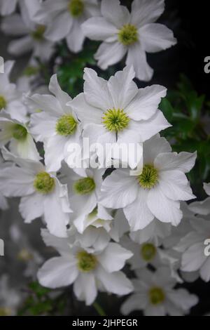 Schöne weiße Clematis, die im Frühling blühen, Draufsicht auf weiße Blumen Stockfoto