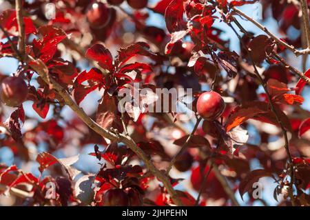 italien, Lombardei, Kirschpflaume oder Myrobalan Pflaumenfrucht, Prunus cerasifera Stockfoto