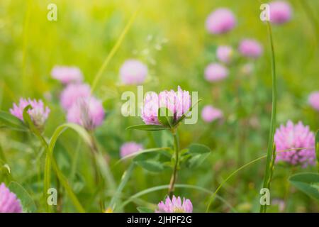 Rosa Kleeblatt Blume (Trifolium) auf einer Wiese im Frühjahr. Stockfoto