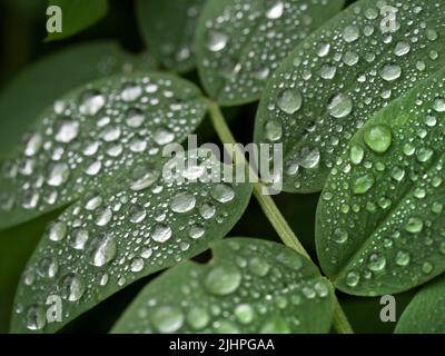 Regen Wassertropfen auf Blatt, zeigt Oberflächenspannung, Blean Woodlands, Kent UK Stockfoto