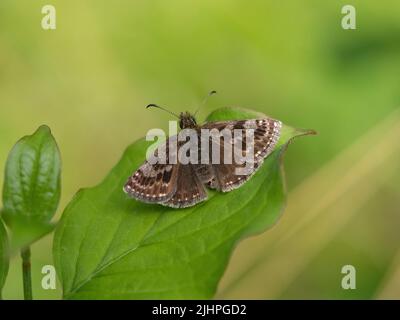 Dingy Skipper Butterfly, (Erynnis Tages), Bonsai Woodlands, Kent UK, Status mit hoher Priorität Stockfoto