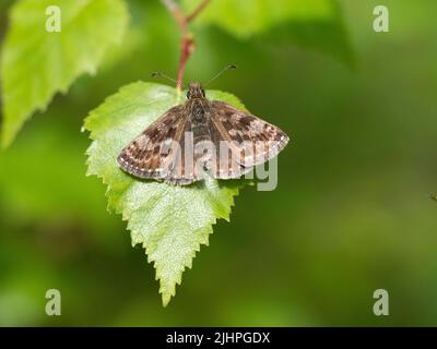 Dingy Skipper Butterfly, (Erynnis Tages), Bonsai Woodlands, Kent UK, Status mit hoher Priorität Stockfoto