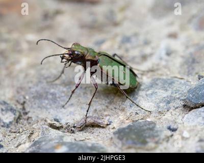 Green Tiger Beetle, (Cicindela campestris) Bonsaid Woodlands, Kent, Großbritannien Stockfoto