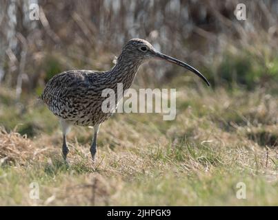 Curlew (Numenius arquata)Elmley Nature Reserve, Kent, Großbritannien