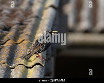 Starling (Sturnus vulgaris), Elmley Nature Reserve, Kent, Großbritannien, Zuchtgefieder, Auf dem Dach des Bauernhofs, singen