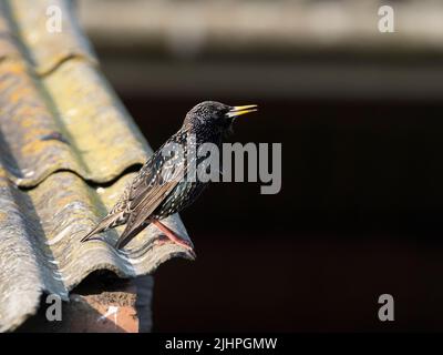 Starling (Sturnus vulgaris), Elmley Nature Reserve, Kent, Großbritannien, Zuchtgefieder, Auf dem Dach des Bauernhofs, singen