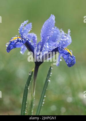 Iris Blume (Iris sp.) nach Regen mit Wassertropfen, Garden, Kent UK Stockfoto