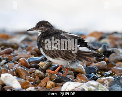 Roddy Turnstone (Arenaria interpres) Füttern um weggeworfene Austernschalen am Kiesstrand, Whitstable, Kent UK, können Turnstones Felsen fast wie kippen Stockfoto