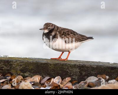 Roddy Turnstone (Arenaria interpres) Füttern um weggeworfene Austernschalen am Kiesstrand, Whitstable, Kent UK, können Turnstones Felsen fast wie kippen Stockfoto