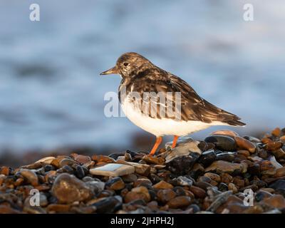 Roddy Turnstone (Arenaria interpres) Füttern um weggeworfene Austernschalen am Kiesstrand, Whitstable, Kent UK, können Turnstones Felsen fast wie kippen Stockfoto
