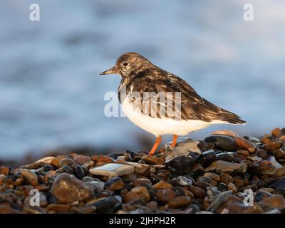 Roddy Turnstone (Arenaria interpres) Füttern um weggeworfene Austernschalen am Kiesstrand, Whitstable, Kent UK, können Turnstones Felsen fast wie kippen Stockfoto