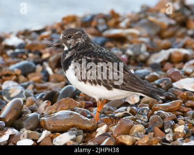 Roddy Turnstone (Arenaria interpres) Füttern um weggeworfene Austernschalen am Kiesstrand, Whitstable, Kent UK, können Turnstones Felsen fast wie kippen Stockfoto