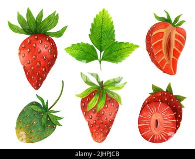 Aquarell Set aus frischen, saftigen Erdbeeren. Rote Beere ganz, halbiert, grüne unreife Früchte, Blätter. Handgezeichnete Abbildung von Lebensmitteln isoliert auf Weiß. Stockfoto