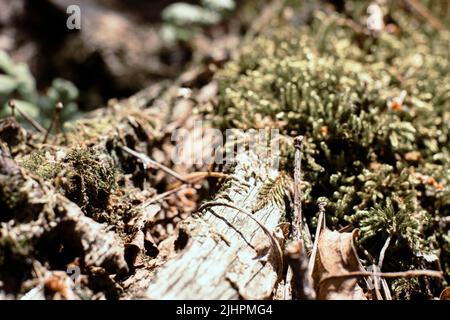 Sehr enger Fokus von Texturmoos, das auf Ast im Wald wächst. Hochwertige Fotos Stockfoto