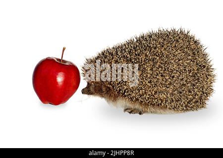 Stacheliger Igel mit einem roten Apfel isoliert auf weißem Hintergrund, Nahaufnahme Stockfoto