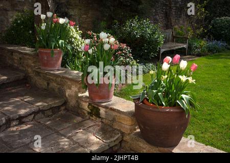 Frühlingszwiebeln in Terrakotta-Töpfen säumen den Treppenweg im englischen Garten Stockfoto