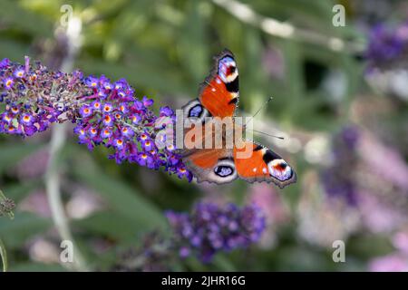 Der Pfauenschmetterling auf einem Schmetterlingsbusch mit hellen Farben und einer Zeichnung auf den Flügeln, die Augen ähneln, um Raubtiere abzuschrecken Stockfoto