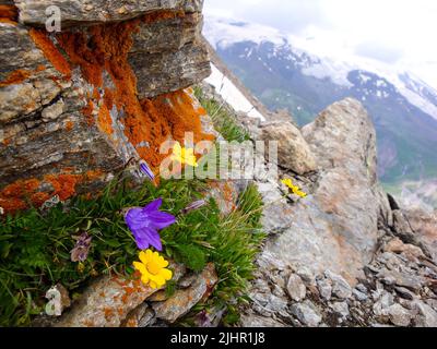 Berglandschaft. Bergblumen auf dem Hintergrund schneebedeckter Berge Stockfoto