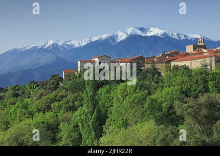 Frankreich, Pyrénées-Orientales (66) Arboussols, le Village, le Massif du Canigou enneigé / Frankreich, Pyrénées-Orientales Arboussols, das Dorf, das schneebedeckte Canigou-Massiv Stockfoto