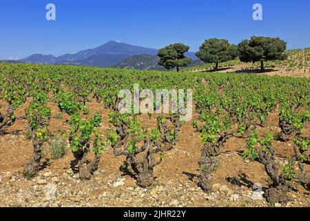 Frankreich, Vaucluse (84) Beaumes-de-Venise le vignoble de l'Appellation Côtes-du-Rhône, Massiv des Dentelles de Montmirail, au loin, le Mont-Ventoux / Frankreich, Vaucluse Beaumes-de-Venise die Weinberge der Appellation Côtes-du-Rhône, das Dentelles de Montmirail-Massiv, in der Ferne der Mont Ventoux Stockfoto