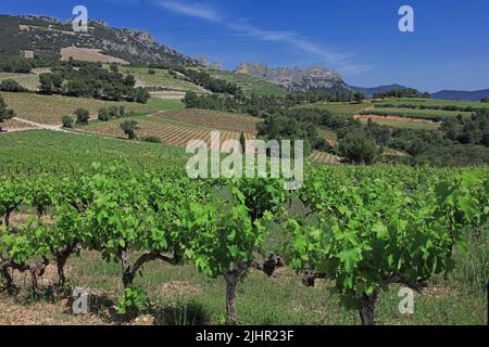 Frankreich, Vaucluse (84) Gigondas, Les Dentelles de Montmirail, falaises de Monts du Vaucluse au coeur du vignoble de l'Appellation Côtes-du-Rhône / Frankreich, Vaucluse Gigondas, Les Dentelles de Montmirail, Klippen von Monts du Vaucluse im Herzen der Weinberge der Appellation Côtes du Rhône Stockfoto