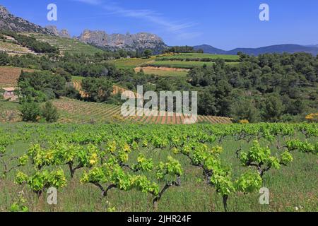 Frankreich, Vaucluse (84) Gigondas, Les Dentelles de Montmirail, falaises de Monts du Vaucluse au coeur du vignoble de l'Appellation Côtes-du-Rhône / Frankreich, Vaucluse Gigondas, Les Dentelles de Montmirail, Klippen von Monts du Vaucluse im Herzen der Weinberge der Appellation Côtes du Rhône Stockfoto