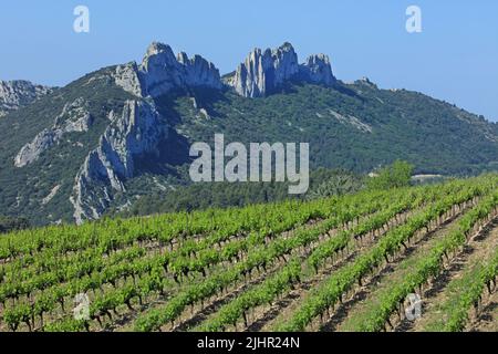 Frankreich, Vaucluse (84) Beaumes-de-Venise le vignoble de l'Appellation Côtes-du-Rhône, Massiv des Dentelles de Montmirail / Frankreich, Vaucluse Beaumes-de-Venise der Weinberg der Appellation Côtes-du-Rhône, Massiv des Dentelles de Montmirail Stockfoto