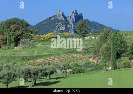 Frankreich, Vaucluse (84) Gigondas, Les Dentelles de Montmirail, falaises de Monts du Vaucluse au coeur du vignoble de l'Appellation Côtes-du-Rhône / Frankreich, Vaucluse Gigondas, Les Dentelles de Montmirail, Klippen von Monts du Vaucluse im Herzen der Weinberge der Appellation Côtes du Rhône Stockfoto